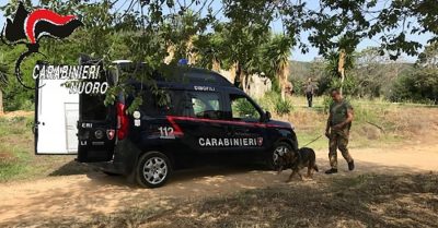 I Carabinieri sul luogo della coltivazione di marijuana
