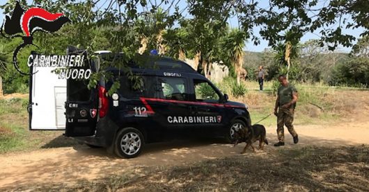 I Carabinieri sul luogo della coltivazione di marijuana