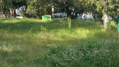 Il parco del monte Ortobene ricoperto di erbacce
