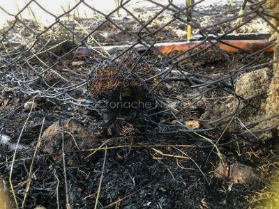 Il riccio ucciso dal fuoco