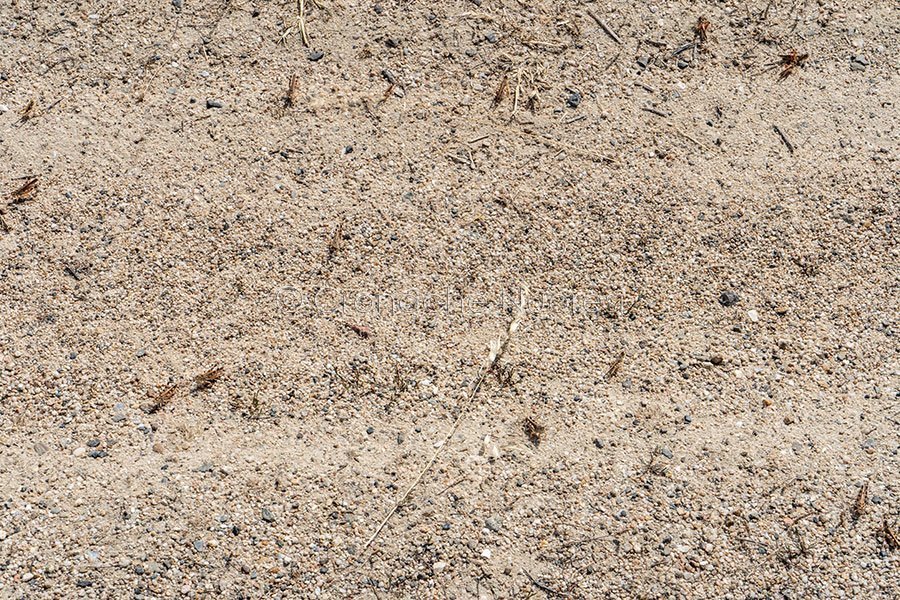 L’emergenza cavallette e cornacchie al vaglio del Ministero dell’Agricoltura