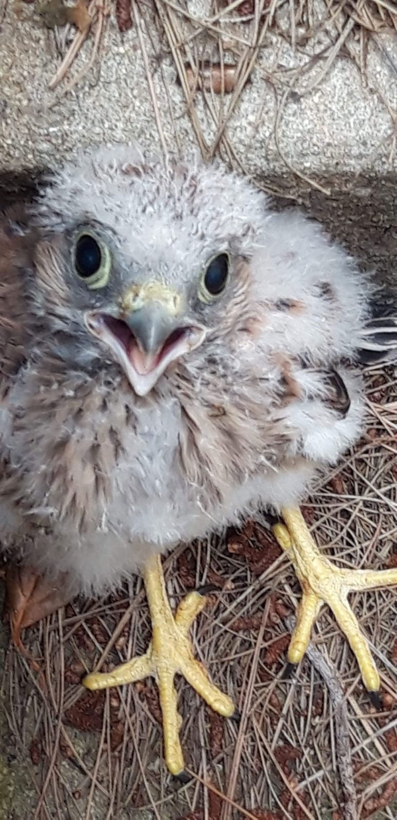 Lodè. Senza nido: cinque piccoli rapaci salvati e soccorsi