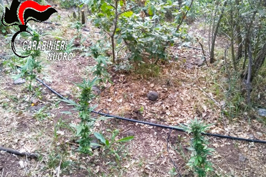 “Azienda agricola” di marijuana rinvenuta e estirpata dai Carabinieri
