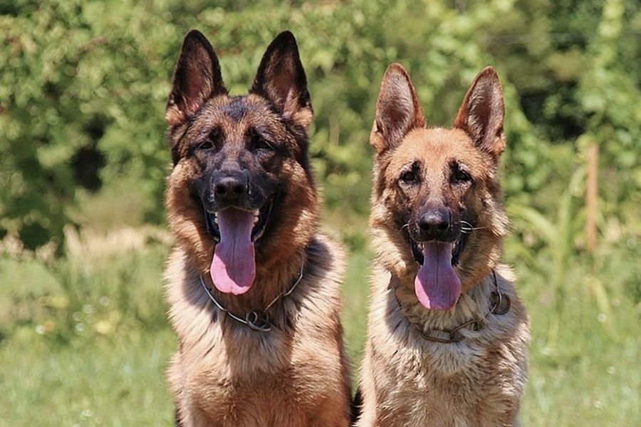 Cani “giustiziati” per impiccagione a Budoni. Animalisti: “pastori impuniti per pene troppo lievi”