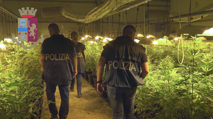 250 piante di marijuana nell’ovile: allevatore 65enne in manette