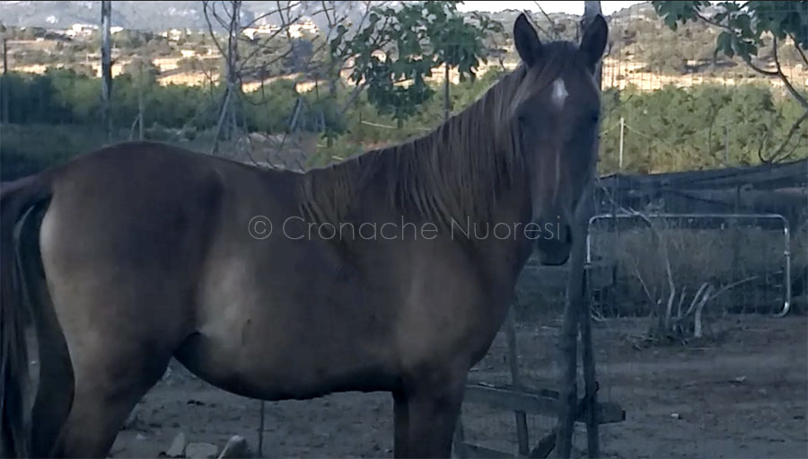 Giovane cavalla destinata a finire al mattatoio salvata dal buon cuore dei nuoresi – VIDEO