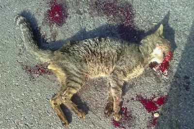 Uno dei gatti uccisi a Siniscola
