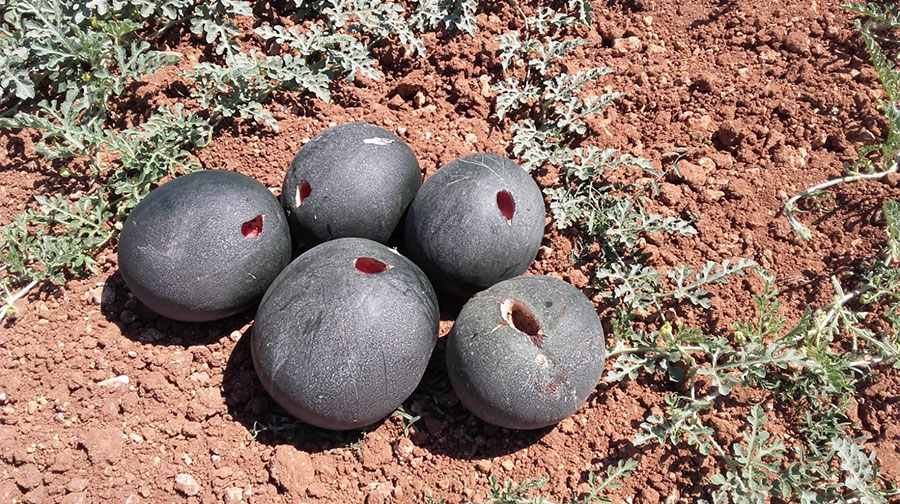 Sardegna. Allarme cornacchie: perse tonnellate di angurie