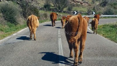 Animali incustoditi sulla strada (foto S.Novellu)