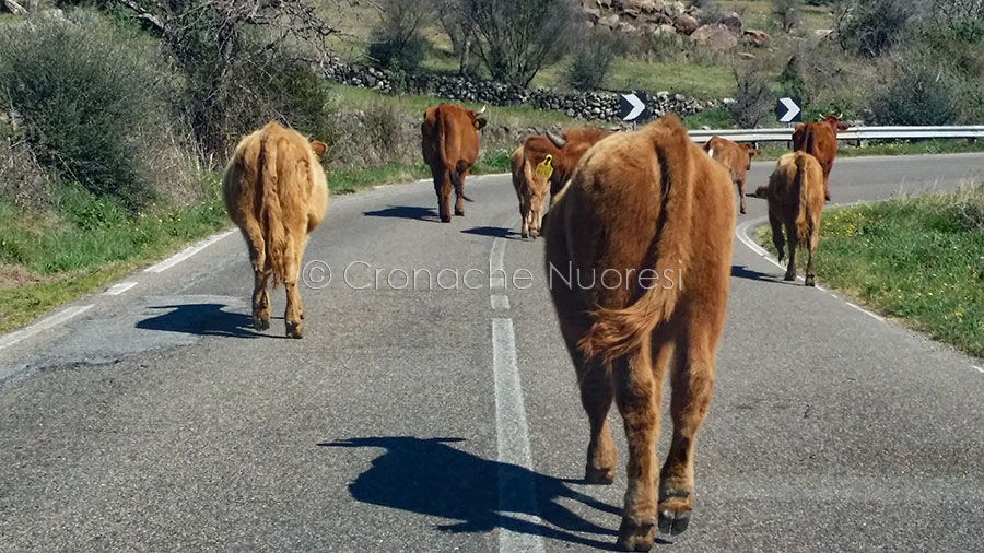 Animali incustoditi sulle strade del Nuorese. 18 allevatori sanzionati: dovranno risarcire i danni