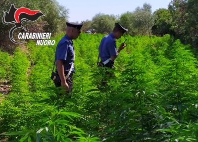 Budoni. Scoperta maxi piantagione di marijuana