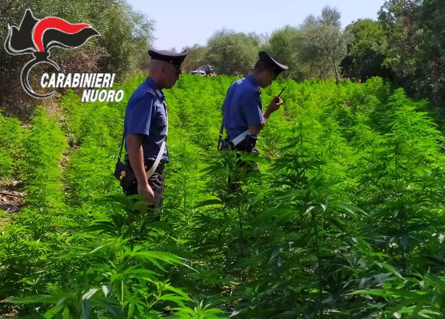 Budoni. Scoperta maxi piantagione di marijuana – VIDEO