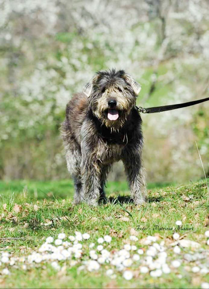 Fonni: domenica la terza edizione Mostra Canina Amatoriale