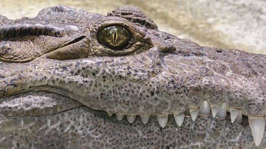 Orosei. Coccodrillo sparito dal circo: forse liberato dagli animalisti