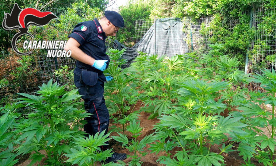 Scoperte (e estirpate) nel corso di una perlustrazione 180 piante di marijuana