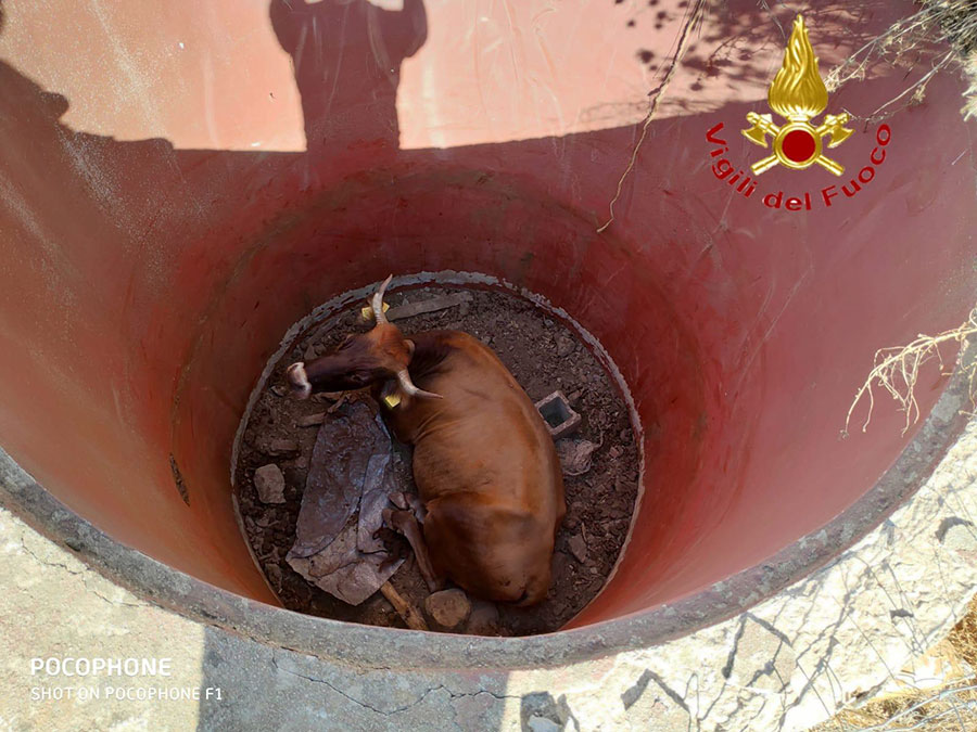 Bovino finito in un pozzo salvato dai Vigili del fuoco ad Aritzo