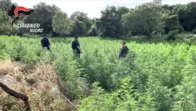 La piantagione di marjuana scoperta a Bolotana