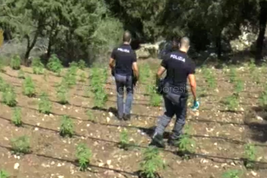 Oliena. Scoperta mega piantagione di marijuana: 30enne arrestato dopo la fuga – VIDEO e FOTO