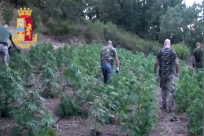 Orgosolo. Maxi piantagione di marijuana sequestrata dalla Polizia