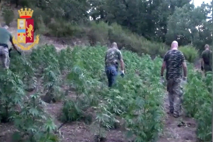 Orgosolo. Scoperta maxi piantagione di marijuana: arrestato un 19enne – VIDEO
