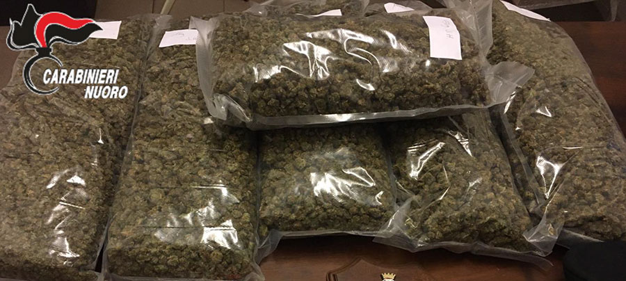 Arrestate con 20 kg di cannabis: il GIP non convalida l’arresto: “non è droga”