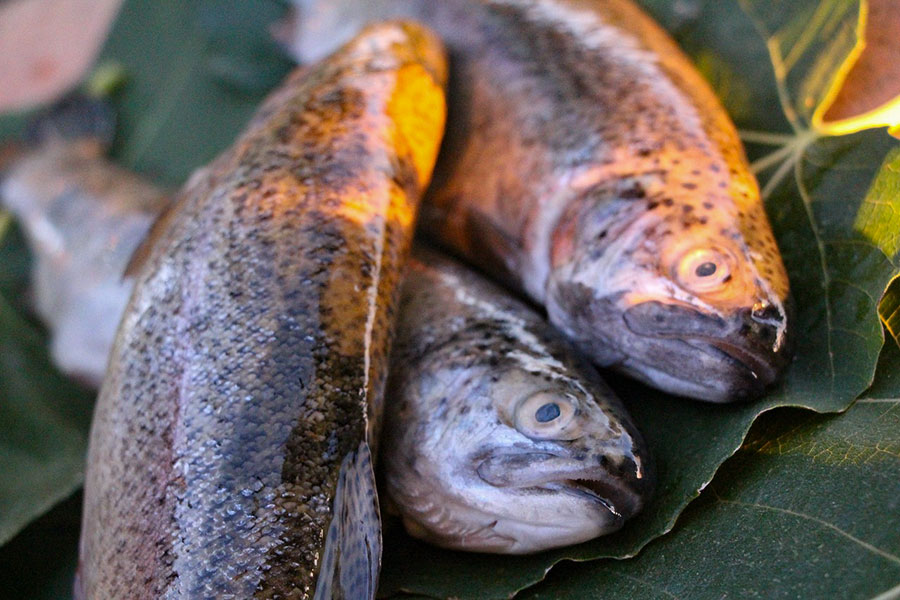 Sindia. Avvelenava il ruscello per pescare trote e anguille: denunciato