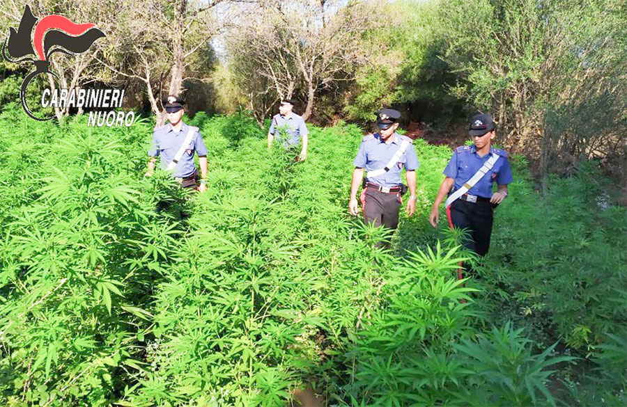Tre piantagioni  di marijuana rinvenute e sequestrate nel Nuorese