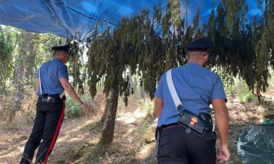 Carabinieri all'interno della piantagione di marijuana a Orani
