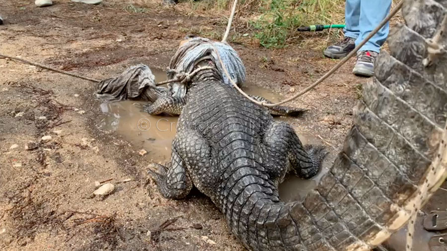 Le immagini della cattura del caimano Jack: poteva essere pericoloso