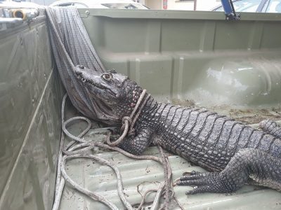 Il coccodrillo Jack dopo il ritrovamento a Cala Liberotto