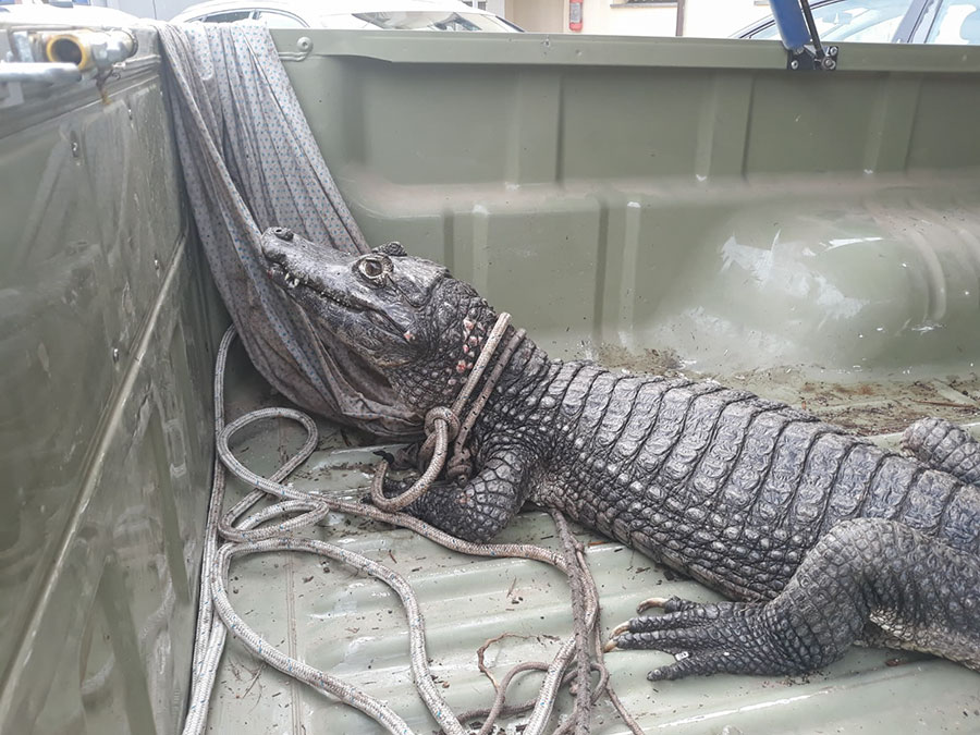 Ritrovato a Cala Liberotto il coccodrillo Jack sparito misteriosamente: sta bene
