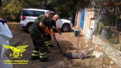 Il coccodrillo Jack dopo il ritrovamento a Cala Liberotto