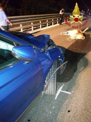 L'auto e l'animale dopo l'incidente