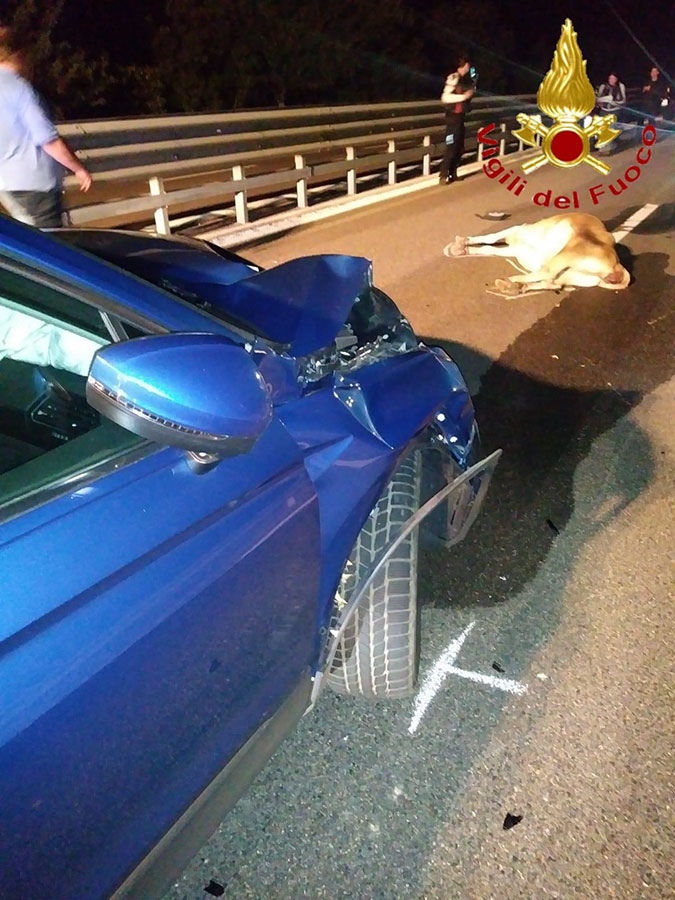 Animali incustoditi sulla 131 DCN: due incidenti nella notte