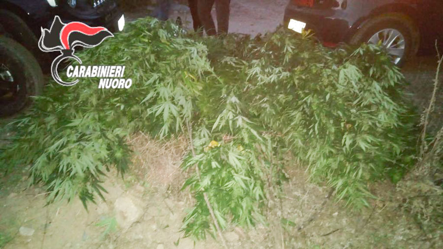 Carabinieri si appostano tra le piante di marijuana e sorprendono i coltivatori