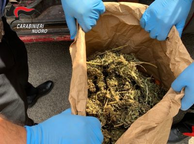 Una parte della marijuana sequestrata sulla Statale 389te della marijuana sequestrata