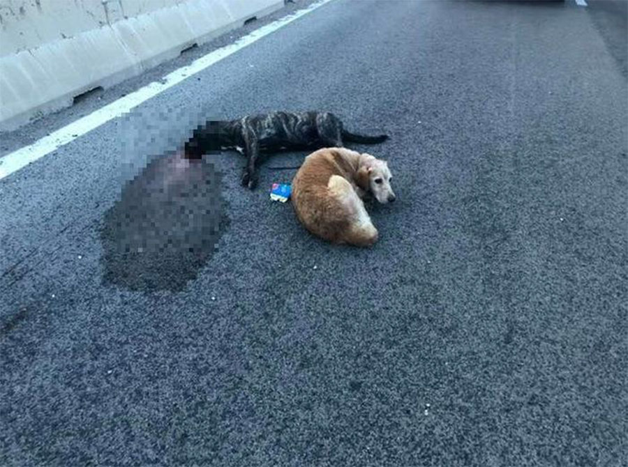 Cagnolina investita sulla Buddi Buddi: scatta la taglia di 2mila euro per il responsabile