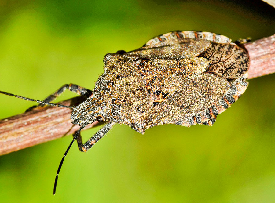 Allarme in Sardegna: dopo le cavallette arriva la cimice asiatica