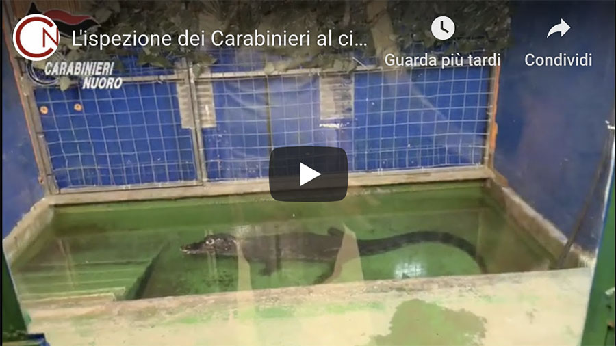 Il circo che ospita il caimano Jack al vaglio dei Carabinieri – VIDEO