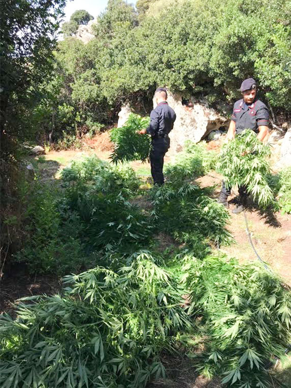 Orune. Sorpreso mentre si prende cura di 300 piante di marijuana: 44enne arrestato – IL VIDEO