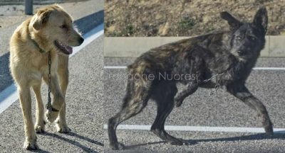 I due cani legati abbandonati sulla Statale 389