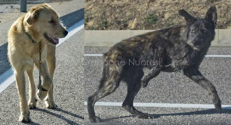 Shock sui social: due cani abbandonati in strada con una catena tra zampa e collare