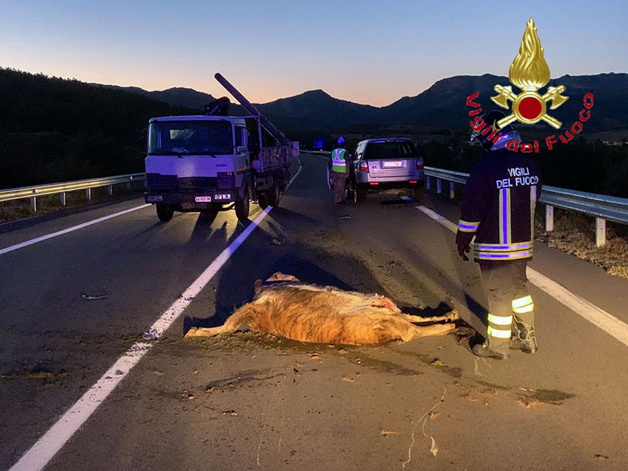 Un bovino incustodito sulla carreggiata: due automezzi coinvolti nello schianto