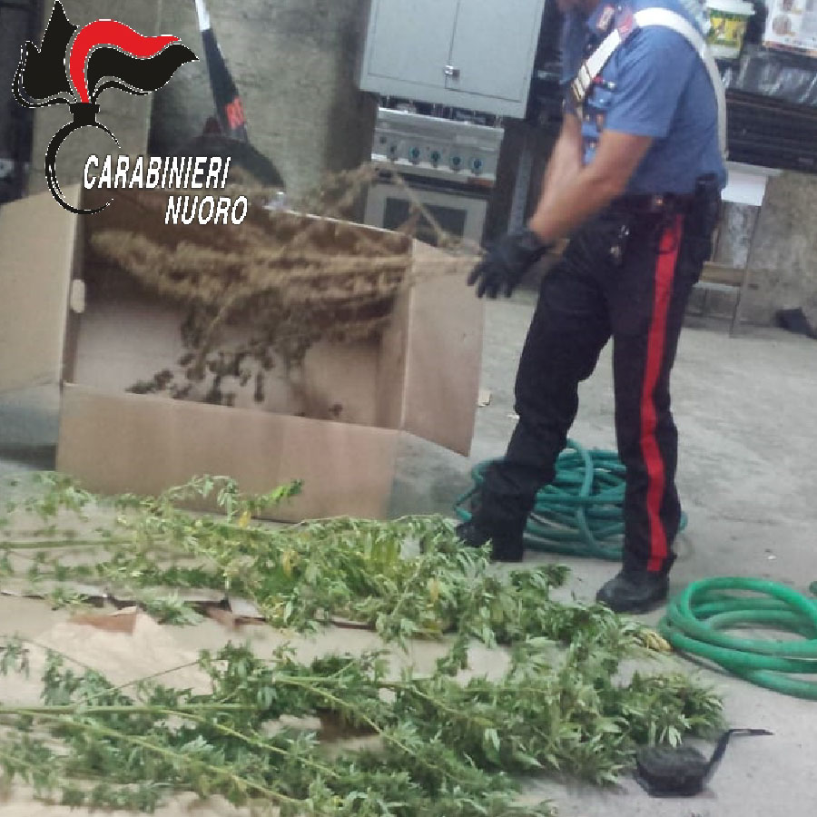 Denunciato un 40enne con il pollice verde ma quello illegale