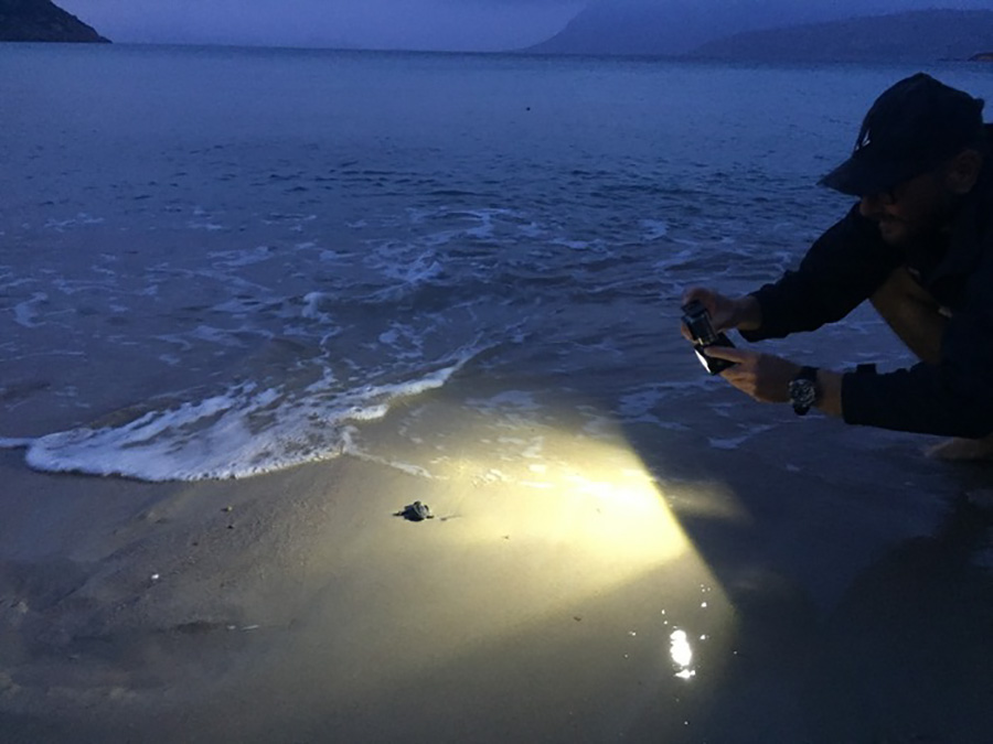 Tre tartarughe marine appena nate salvate sul litorale di San Teodoro