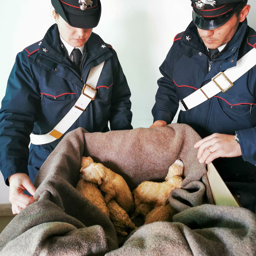 Mamoiada. Sei cuccioli di pastore maremmano abbandonati chiusi in un sacco, salvati dai Carabinieri