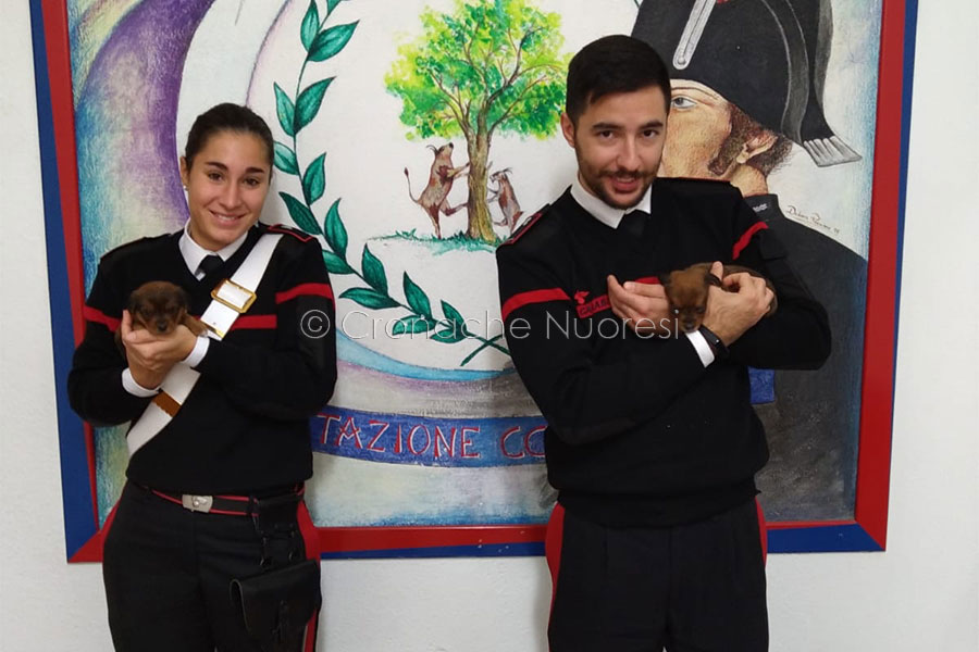 Fonni. Salvati due cuccioli abbandonati al gelo