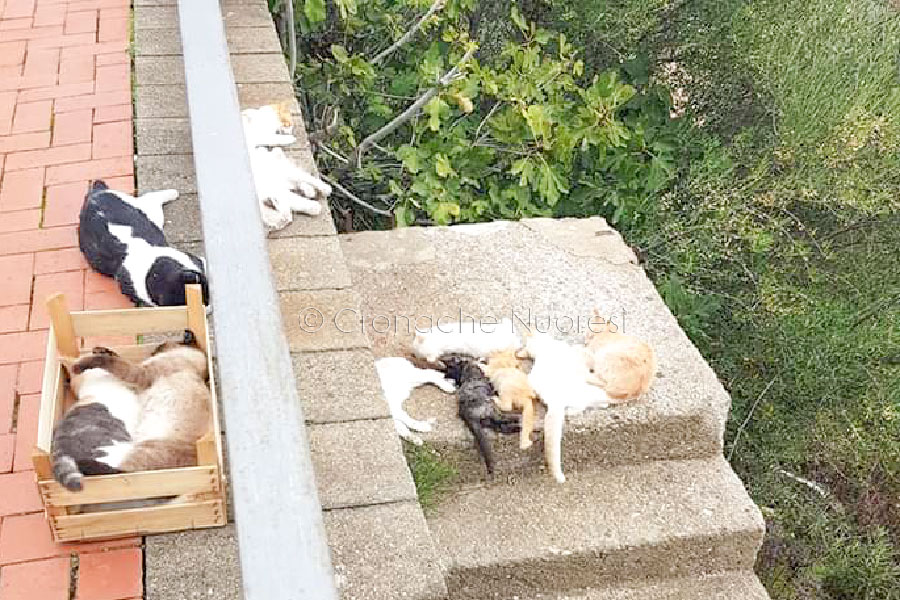 Orosei: 15 gatti avvelenati nella piazza antistante alla chiesa San Gavino: è caccia all’uomo