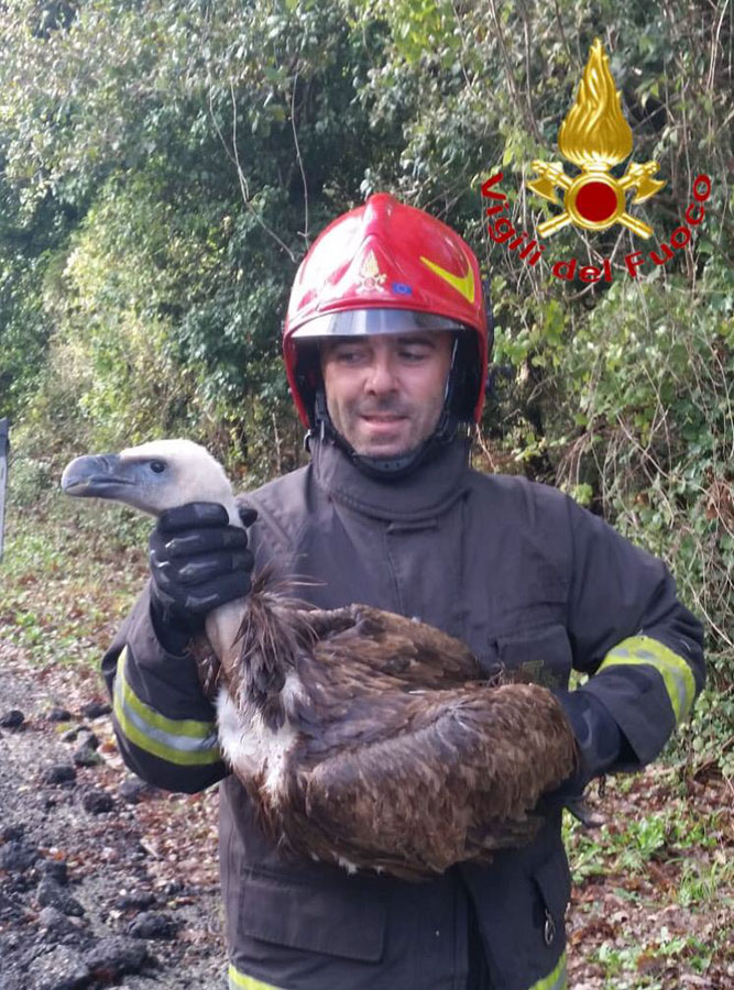 Grifone affamato e disorientato si perde sul monte di Sant’Antonio: salvato dai Vigili del fuoco