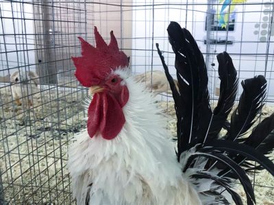Un'esemplare esposto alla mostra Agricoltura a Colori